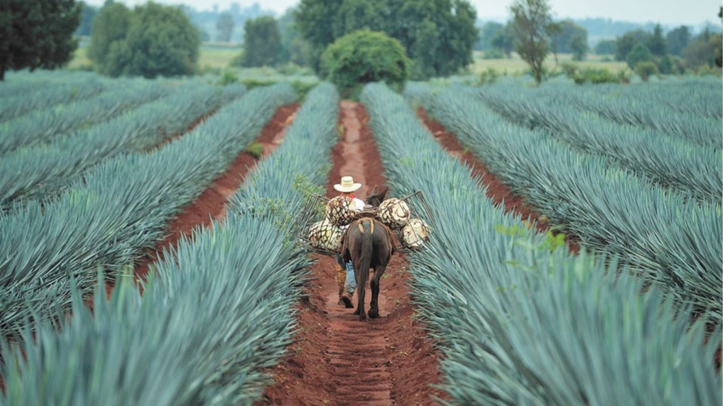 Ruta del Tequila Total: Tres Mujeres, Amatitán y Cantaritos El Güero