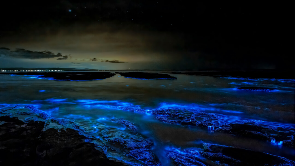 Holbox Dream: Isla, Arena y Bioluminiscencia