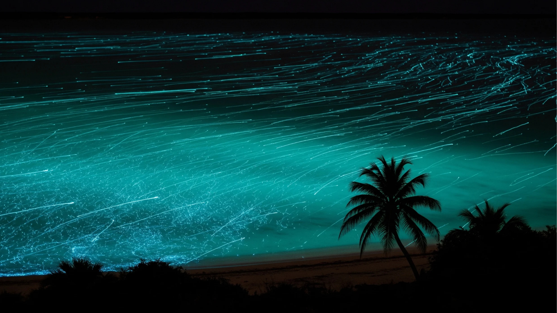 Holbox Dream: Isla, Arena y Bioluminiscencia